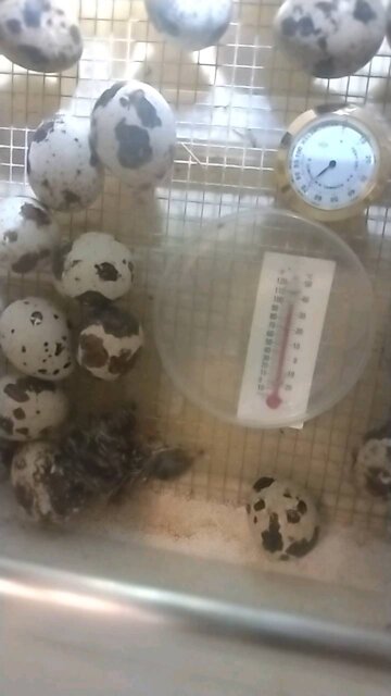 The first quail hatched