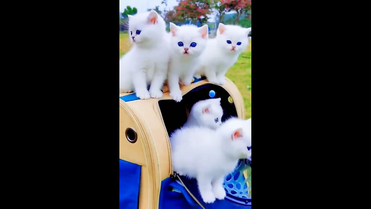 Handsome_little_White_cat_with_blue_eyes.(1080p60)