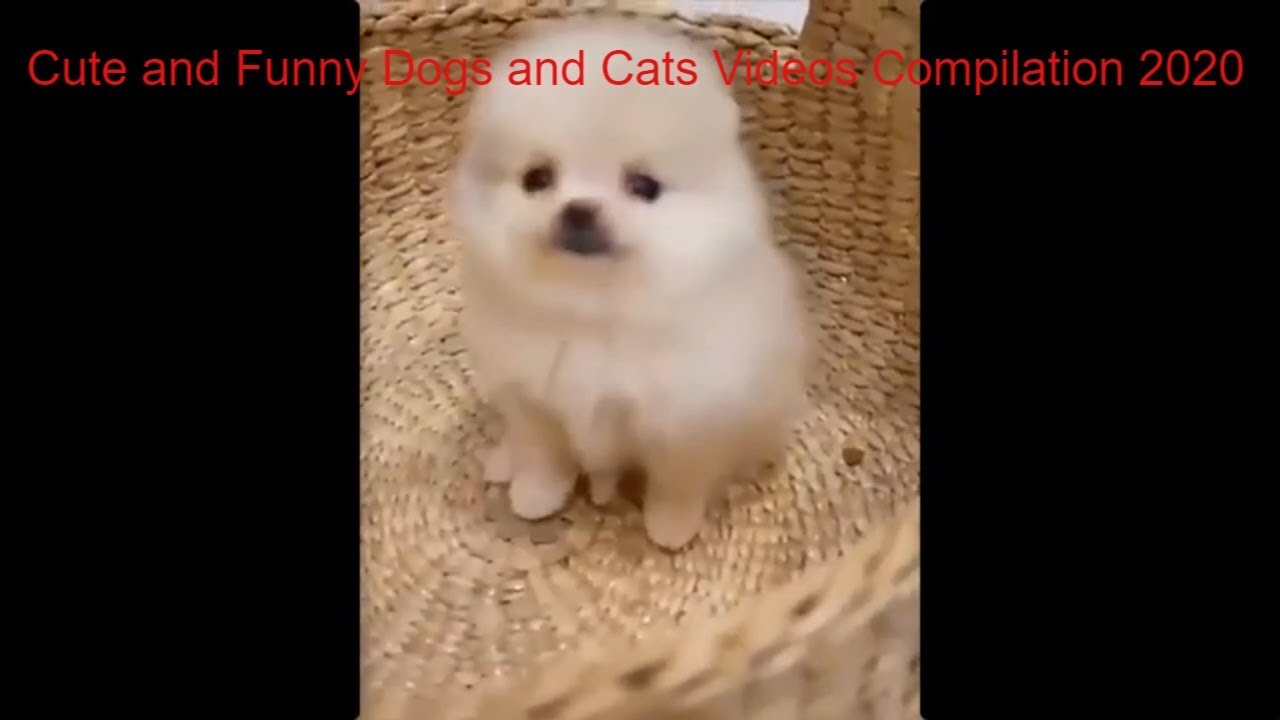 Cute and Funny Dogs and Cats Videos Compilation 2020