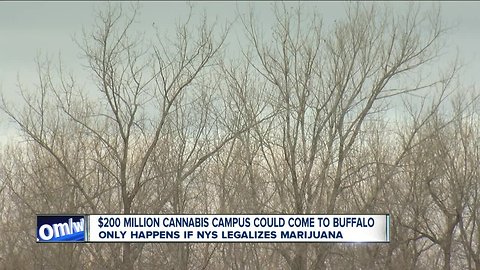 Cannabis Campus planned for Buffalo, could bring more than 500 jobs