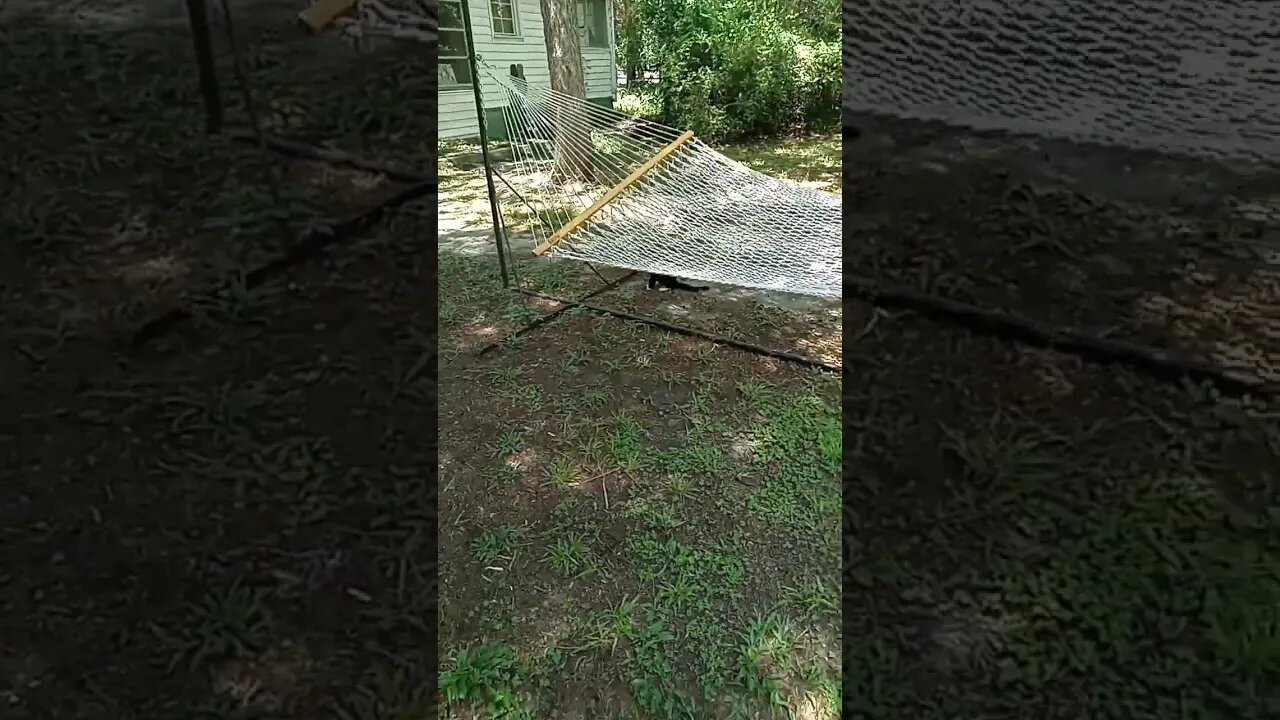 Cat leaving Hammock