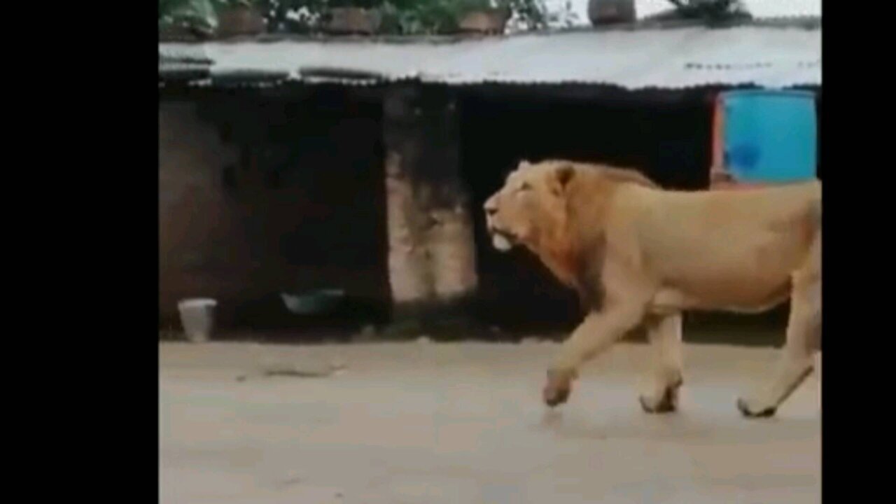 Farmer and the Dog is trying to daunt the lion passing through his front... And this happened