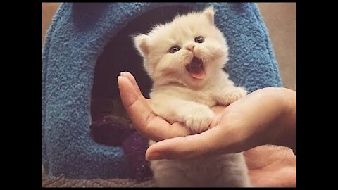 TOP 10 Cute Kittens