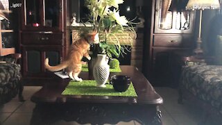 Gatinho curioso arrepende-se de explorar a sala