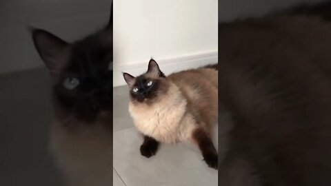 Beautiful funny cat shorts
