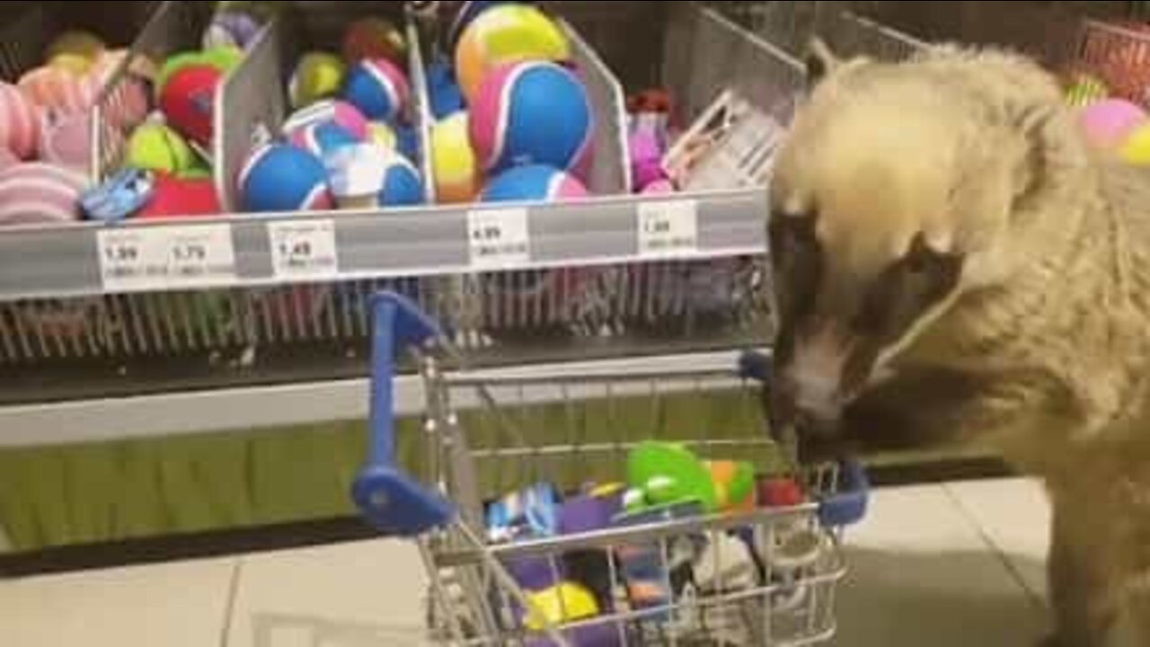 Ce coati est le meilleur partenaire de shopping au monde!