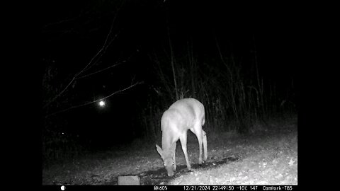 Deer Cam 12-21-2024