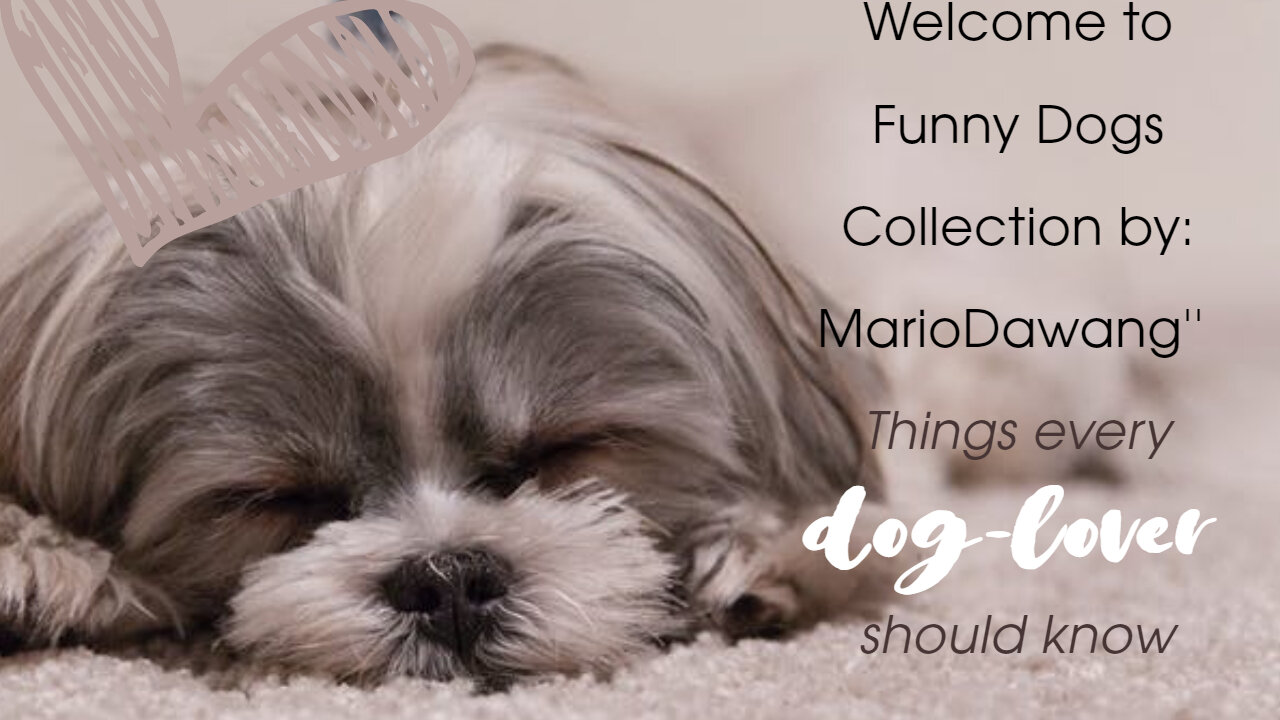 Funny Dog Videos 2021 World It's time to LAUGH with Dog's life