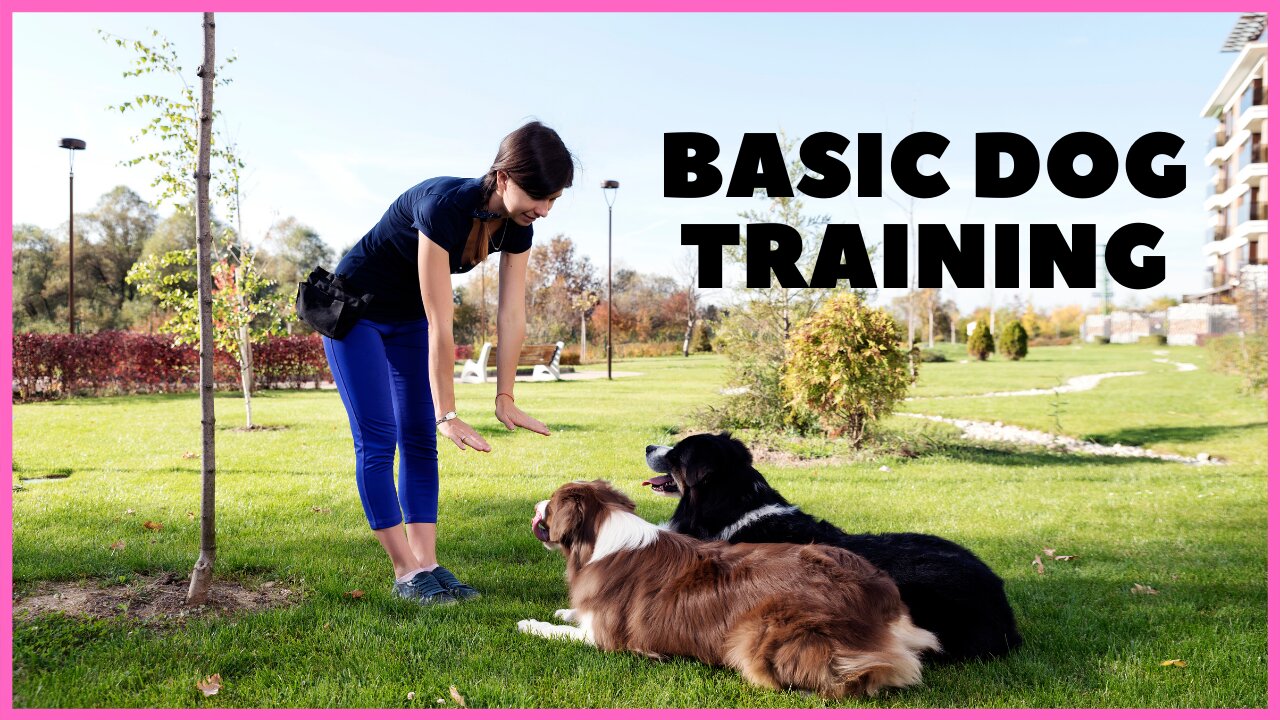 Extremely reactive pitbull & Leash reactive dog training