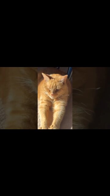 Long Arm Cat in the Sun ☀️
