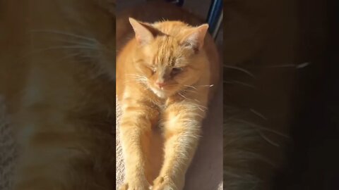Long Arm Cat in the Sun ☀️