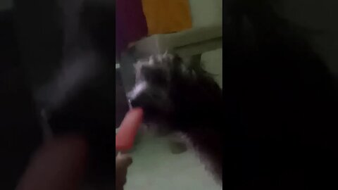 Dog eating ice cream