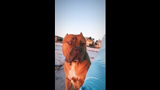 MASSIVE Pit Bull enjoying beach sunset 🦁🌅🥰