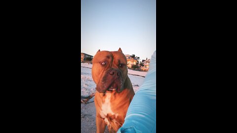 MASSIVE Pit Bull enjoying beach sunset 🦁🌅🥰