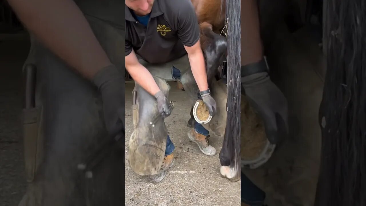 320 million views on TikTok this video got! #horses #farrier #farrierlife
