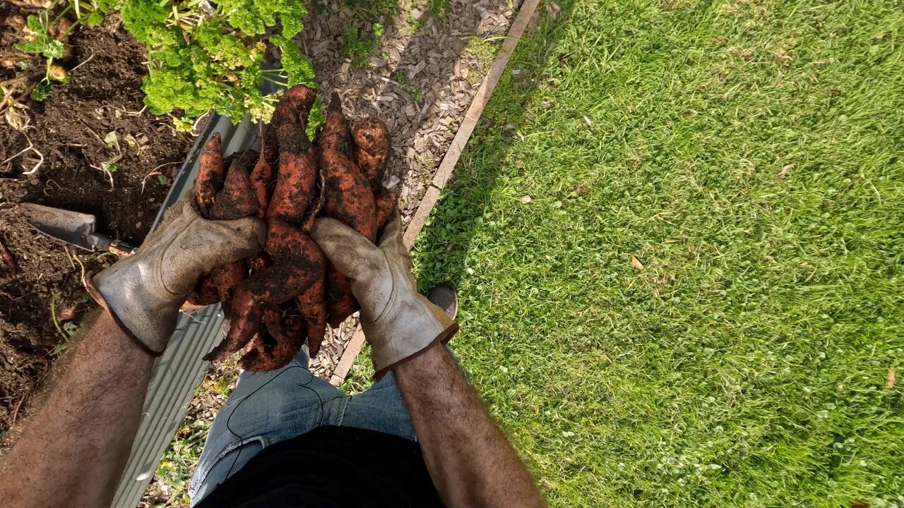 Sweet potato and compost harvest - Part 1: Sweet potato