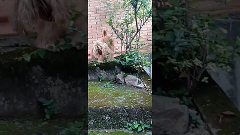 #dogshow , #animals , #dogs , #shorts