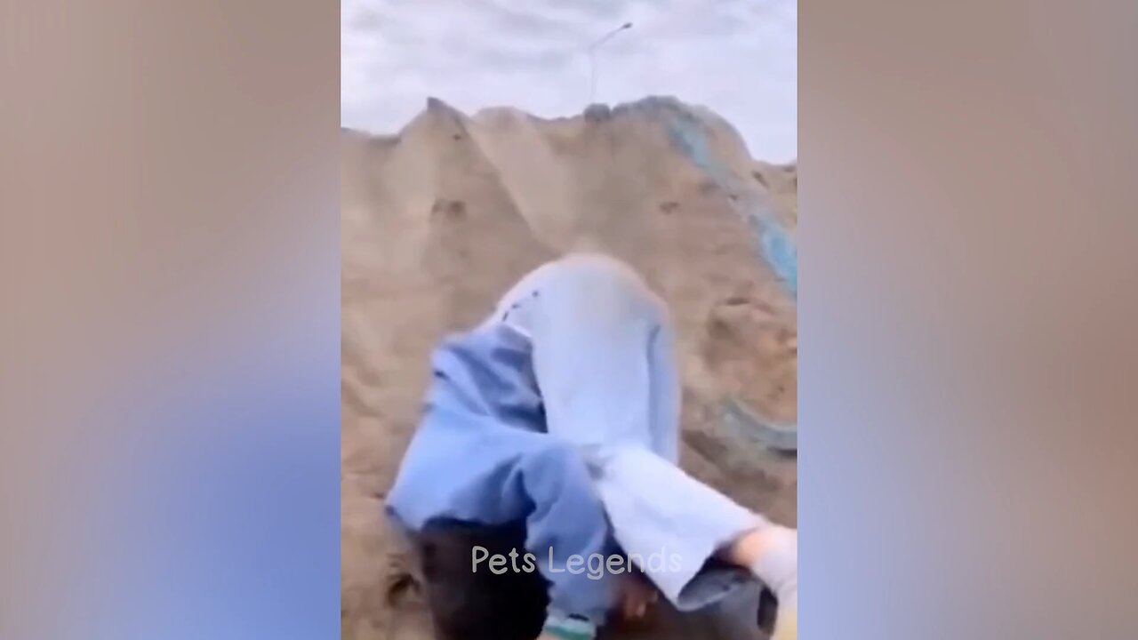 Funniest Animal