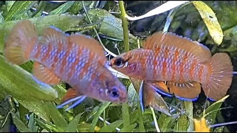 Epic Scarlet Badis Dario Dario Fish Video