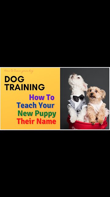 How to teach your new puppy their name