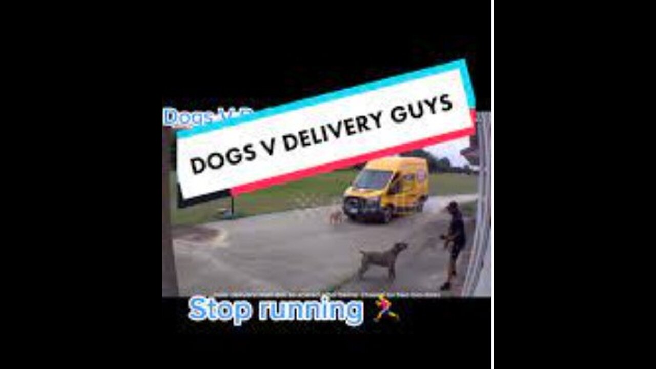 DOG VS DELIVERY GUY