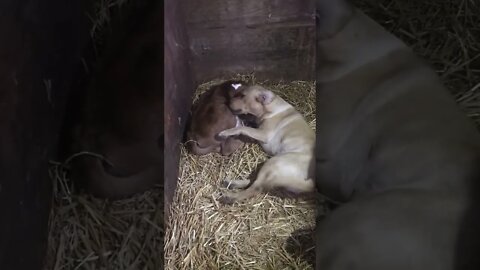 Jasper has a new best friend! Baby bull calf Ferdinand.