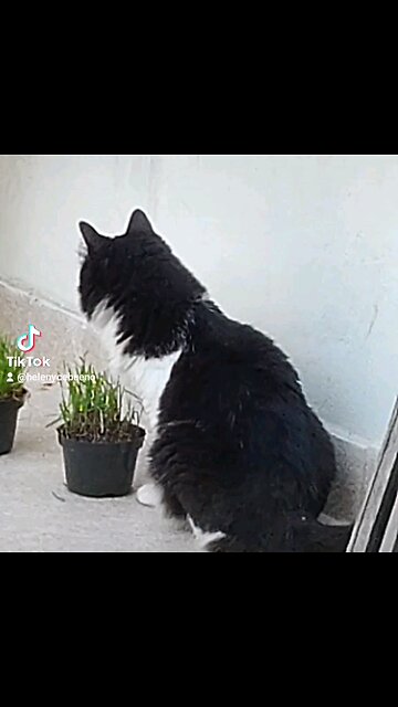 A nina comendo graminha