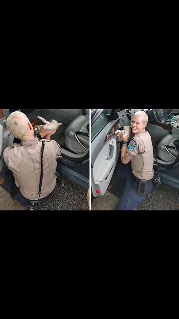 Firefighters help rescue kitten trapped in dashboard