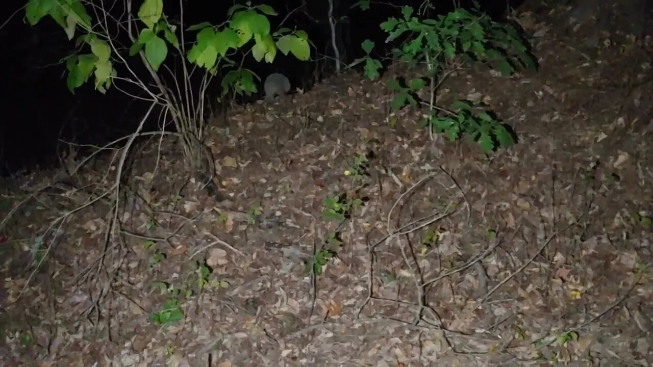 Aradillo footage vs Sasquach