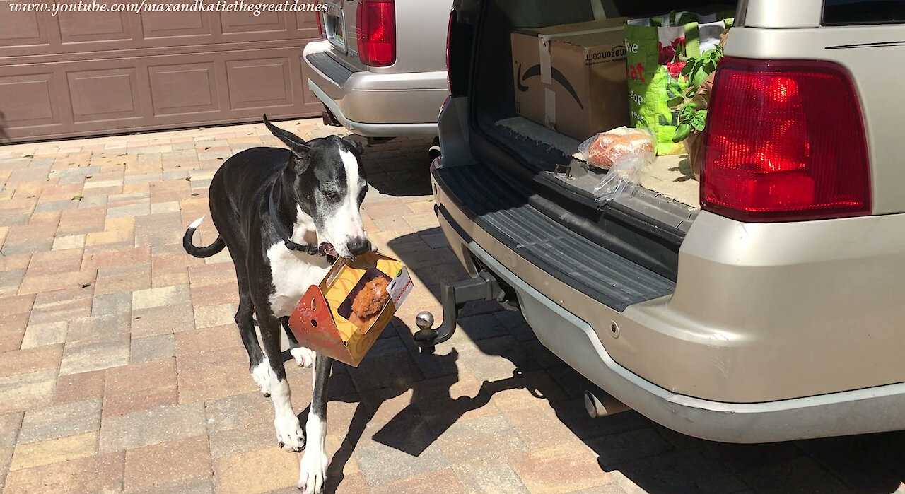 Clever Great Dane Delivers A Box Fried Chicken To Her Dog Bed