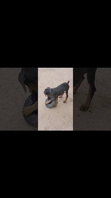 Doberman Puppy Goes CRAZY for Her New Tire Toy! ❤️🐕🤣 #dobermanpinscher #dobermanpuppy #dobermanlove