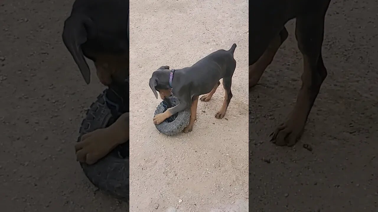 Doberman Puppy Goes CRAZY for Her New Tire Toy! ❤️🐕🤣 #dobermanpinscher #dobermanpuppy #dobermanlove