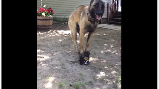 Talented Dog Flawlessly Balances On Small Tin Can