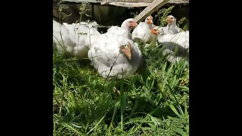 #cornish #pasture #chickens #homesteading #farm