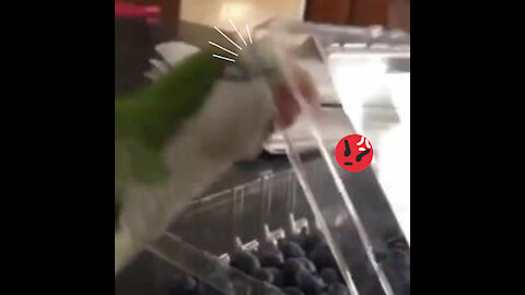 Parrot gets angry while trying to get food from bowl