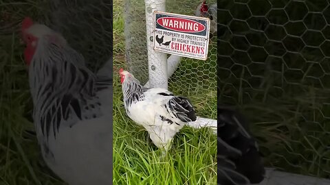 Escape Rooster on the loose! #chickentractor #chickentractor #farming