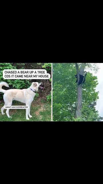 Brave pup incredibly scares bear up a tree