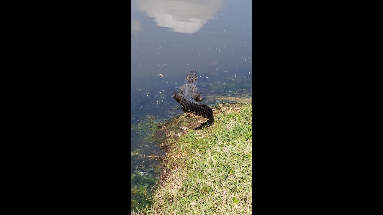 SID the gator sunning with her babies