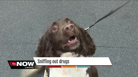 K9s sniffing out drugs hidden in NE Ohio homes