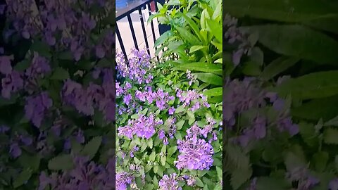 Good Morning Beautiful People #blackyoutube #makegoviral #nature #love