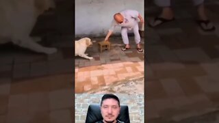 dog funny video 🤣 #shorts #funny #dog #funny #shorts