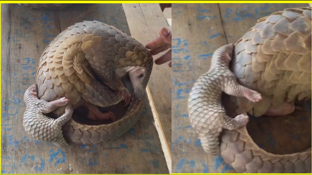 Cute pangolin