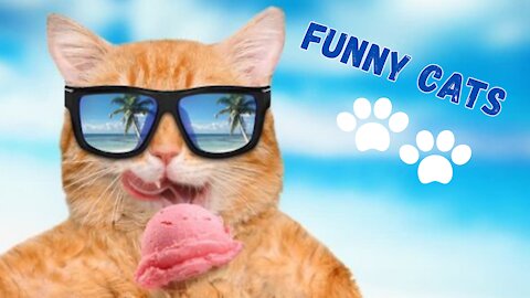 Watch now! Best Funny Cats 2021