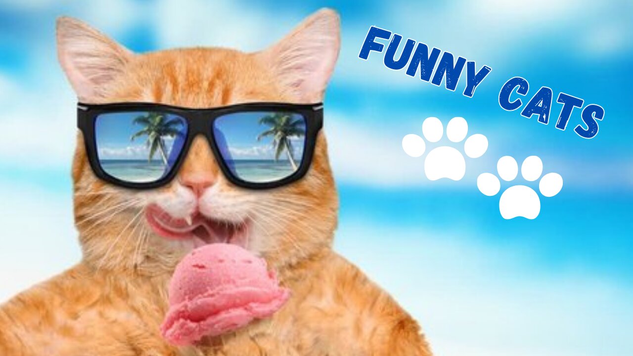 Watch now! Best Funny Cats 2021