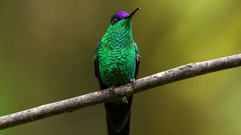 canto beija flor fronte violeta