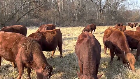 Is Kentucky 31 Fescue the best winter grass ever?