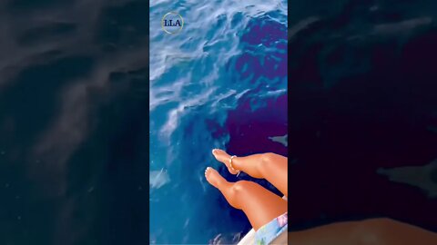 Luxury Lifestyle | DOLPHINS 🐬 #shorts #travel #luxurylifestyle