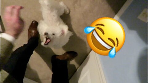 My Dog Wouldn't Let Him Leave!