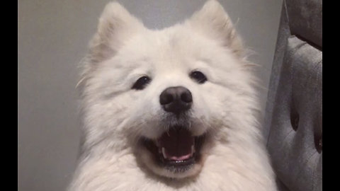 Super cute Samoyed