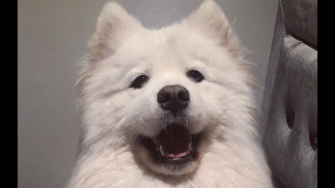 Super cute Samoyed